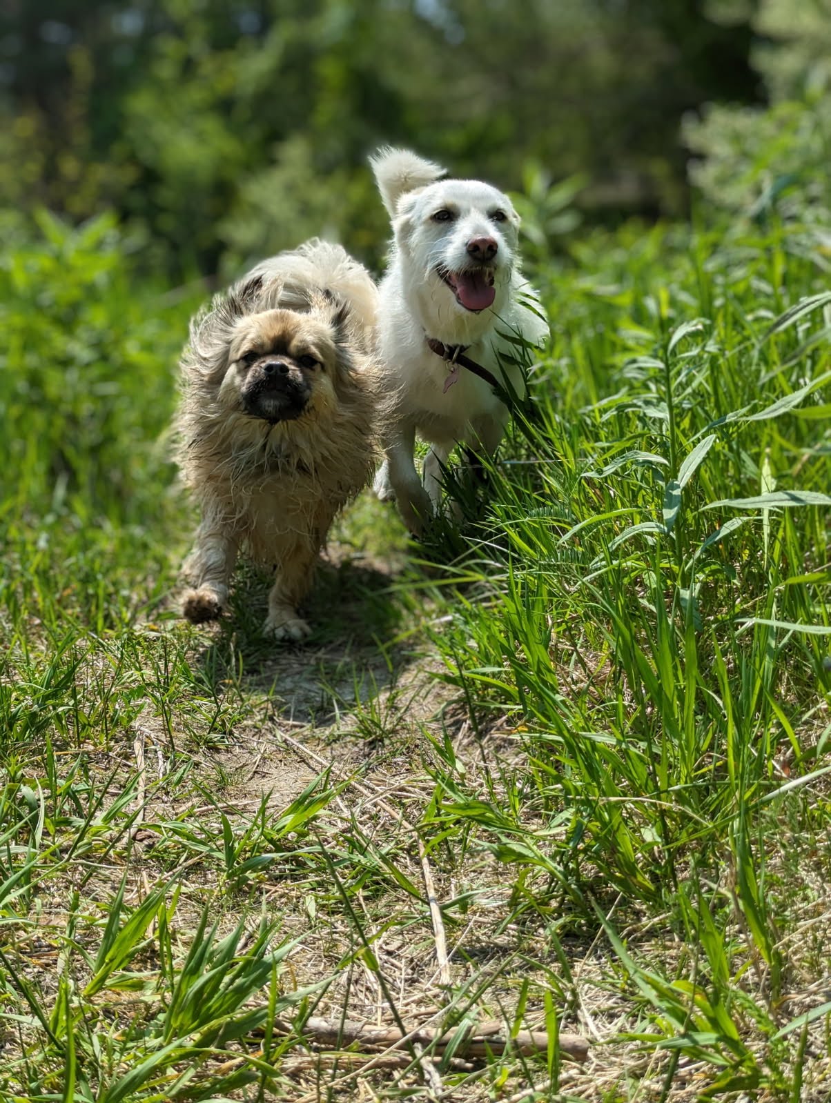 Two small dogs running together through tall green grass